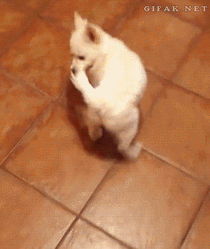 1545634827375227_81d98fa261.gif